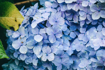 Hydrangea , beautiful violet flowers in early summer season. 