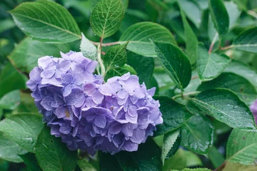 Foto auf Acrylglas Hydrangea , beautiful violet flowers in early summer season.  © osero.