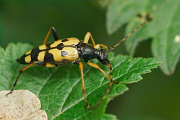 Closeup on a lightbrown spotted longhorn beetle, Rutpela maculata sitting on a green leaf