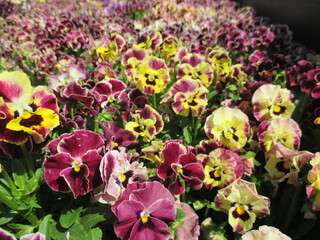 春の花壇に美しく咲き誇る、色とりどりのパンジー