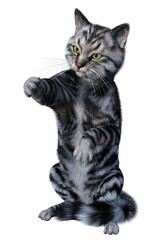 Fototapeta premium Silver tabby siberian cat standing up and reaching out its paw. 3d render isolated on white