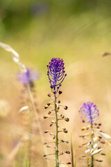 Lavender flower in sun light and green field background