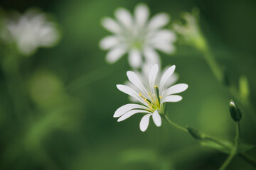 Floral background. white flowers on a natural green background. Close-up