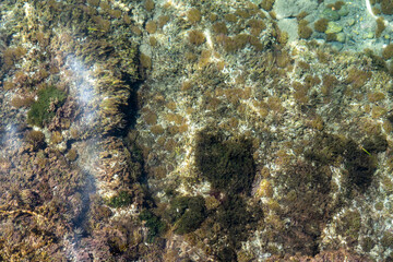 Naklejka na ściany i meble Top view of Sea anemone and algae over the sand in the see.