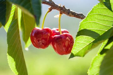 Cherries on the branch of the cherry tree  with protected origin domination of Valle del Jerte, Extremadura, Spain. Picotas del jerte are the sweetest and that are produced in greater quantity.
