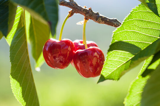 Cherries on the branch of the cherry tree  with protected origin domination of Valle del Jerte, Extremadura, Spain. Picotas del jerte are the sweetest and that are produced in greater quantity.