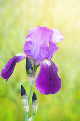 Purple iris flower on a green background. Sun glare, summer, spring mood. Images for print, postcard