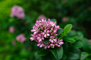 アカバナエスカロニア