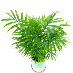 観葉植物、テーブルヤシの葉【白背景】