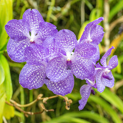 Orchidées dans la nature