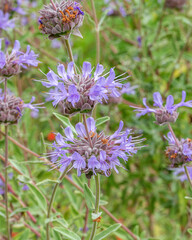 Fleur en gros plan avec les pistils en macro dans la nature