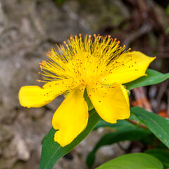 Fleur en gros plan avec les pistils en macro dans la nature