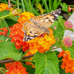 Papillon posé sur une fleur multicolore