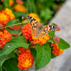 Papillon posé sur une fleur multicolore