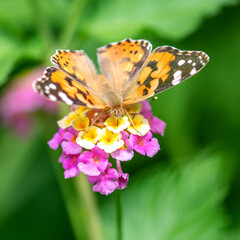Papillon posé sur une fleur multicolore