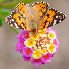 Papillon posé sur une fleur multicolore