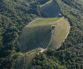 Beautifully cultivated vineyards in Goriska Brda, from above, Slovenia - obrazy, fototapety, plakaty