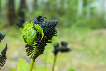 オニゼンマイ（Osmunda claytoniana...