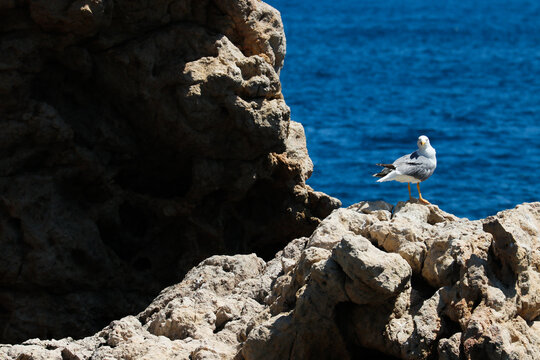 Una gaviota posada en una roca con el mar de fonfo