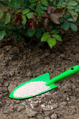 Garden spatula with fertilizers for fertilizing roses in the garden. Providing ornamental plants with the necessary trace elements for better growth and development