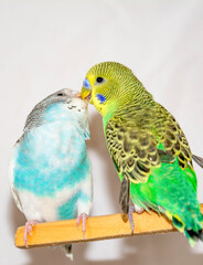 Kiss the parrots. Two parrots. Green and blue parrots
