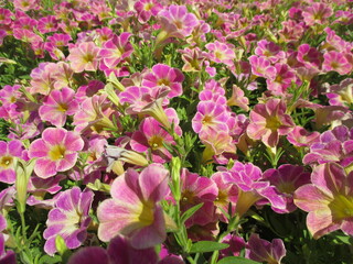 春の花壇に美しく咲き誇る、ピンクが鮮やかなのペチュニア
