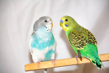 Two parrots. Green and blue parrots