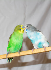 Kiss the parrots. Two parrots. Green and blue parrots