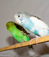 Two parrots. Green and blue parrots