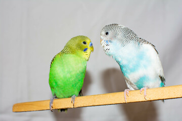 Two parrots. Green and blue parrots
