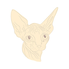 Vector illustration of Sphynx cat head. Isolated Muzzle of cat sphynx.