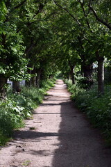 Kirschbaumallee am Mauerweg in Berlin