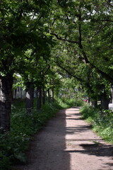 Fototapeta premium Kirschbaumallee am Mauerweg in Berlin