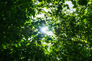 Sunshine shining through dense green foliage.