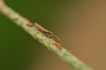 Paromius longulus is a species of dirt-colored seed bug in the family Rhyparochromidae