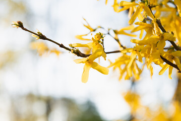 Branch of Forsythia with yellow flowers against the blue sky in spring. Selective focus. Decorative plant.