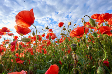 huge field of blooming red poppies in a warm evening light
