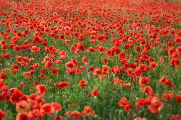 huge field of blooming red poppies in a warm evening light