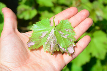 Grapevine infected by mildew grapevine disease. A grape's leaf with white downy fungal on the...