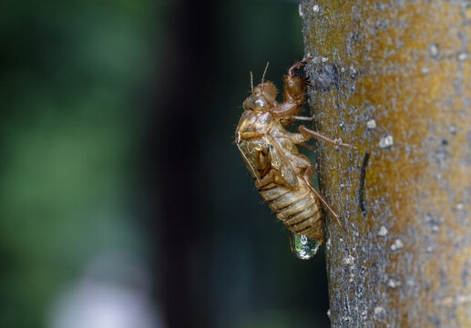 one cicada