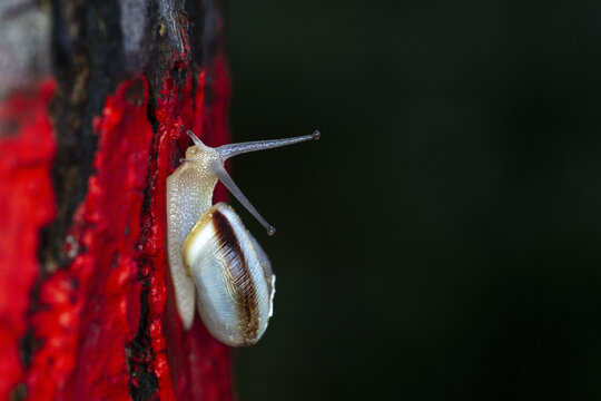 The snail on red
