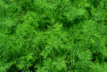 Dill textured background. Anethum graveolens or Dill are used as a herb or spice for flavouring food.