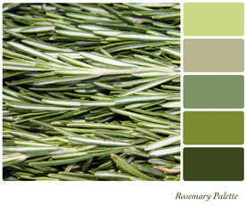 Rosemary in a colour palette with complimentary colour swatches in green, natural tones. 