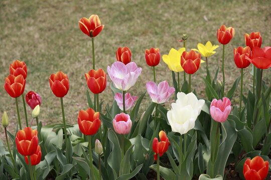 red,pink, yellow, white Tulips drip of the rain