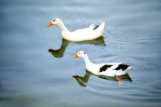 Two white lovable ducks on the pond in xi 'an xingqing palace park
