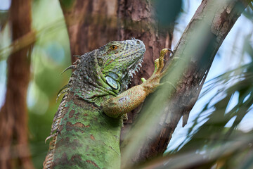 Green iguana is a lizard reptile in the iguana family. It is sitting on a tree branch