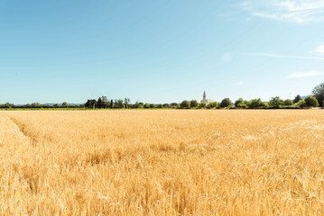 Champs de blé sous un beau ciel bleu