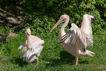 The great white pelican (Pelecanus onocrotalus) male showing impressive size of its wings to a female during mating season, bird in the family Pelecanidae, other names: eastern white pelican or rosy p