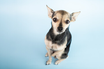 small dog toy terrier on a blue background