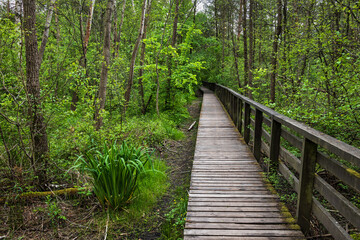 Wooden path through the marshes in Kampinos Forest of Kampinoski National Park near Warsaw, Masovia region, Poland. - 509105427